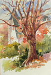 <Jan Kilburn original watercolor, "Church Street Tree"empty>
